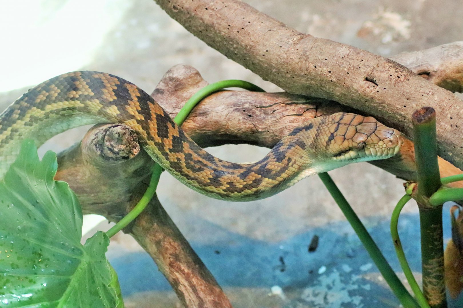 Scrub Python (Morelia amethistina)