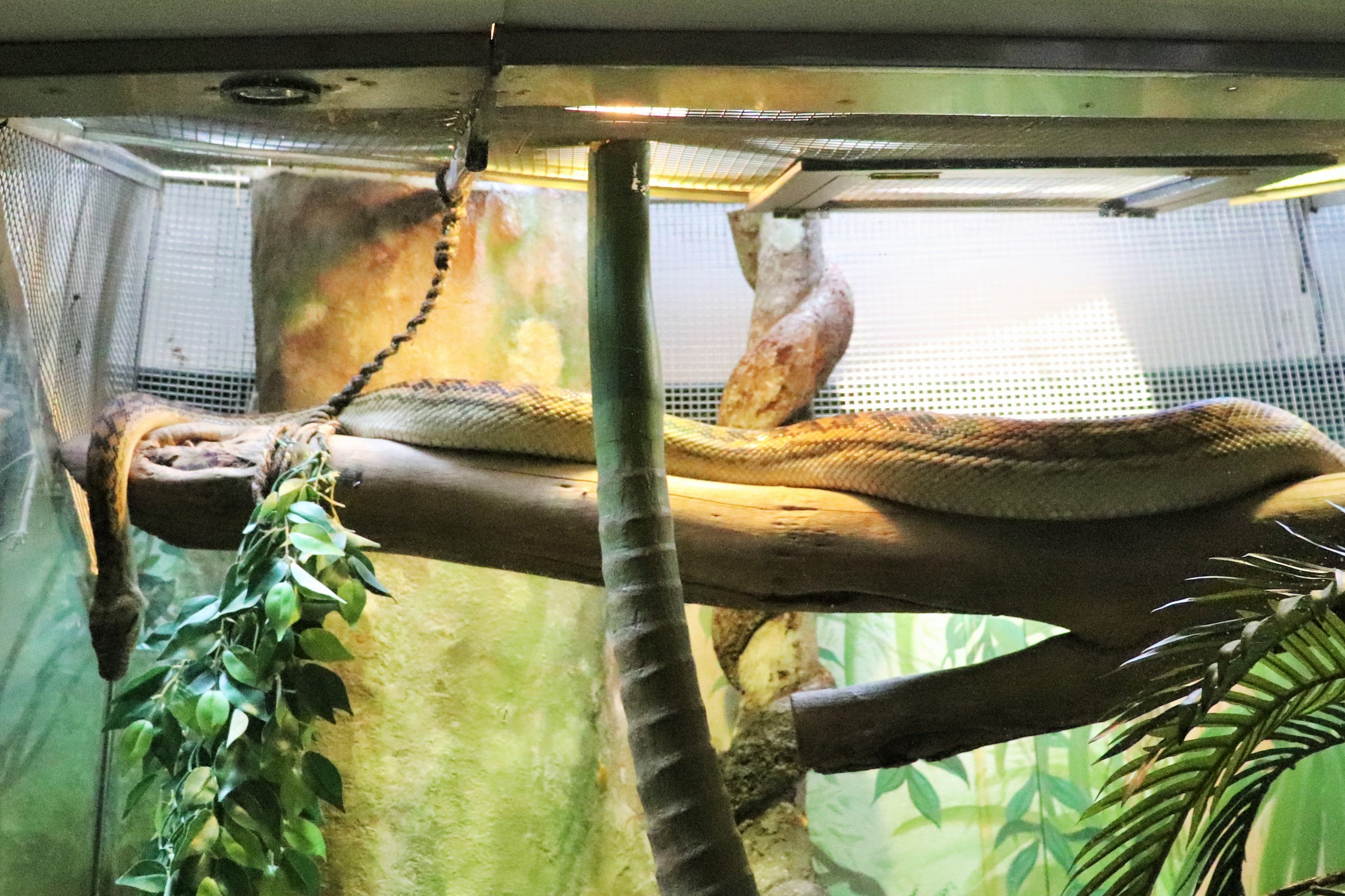 Scrub Python (Morelia amethistina)