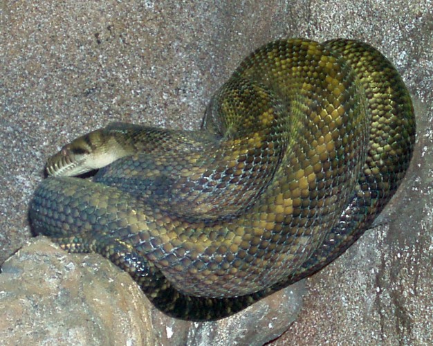 Scrub Python (Morelia amethystina)