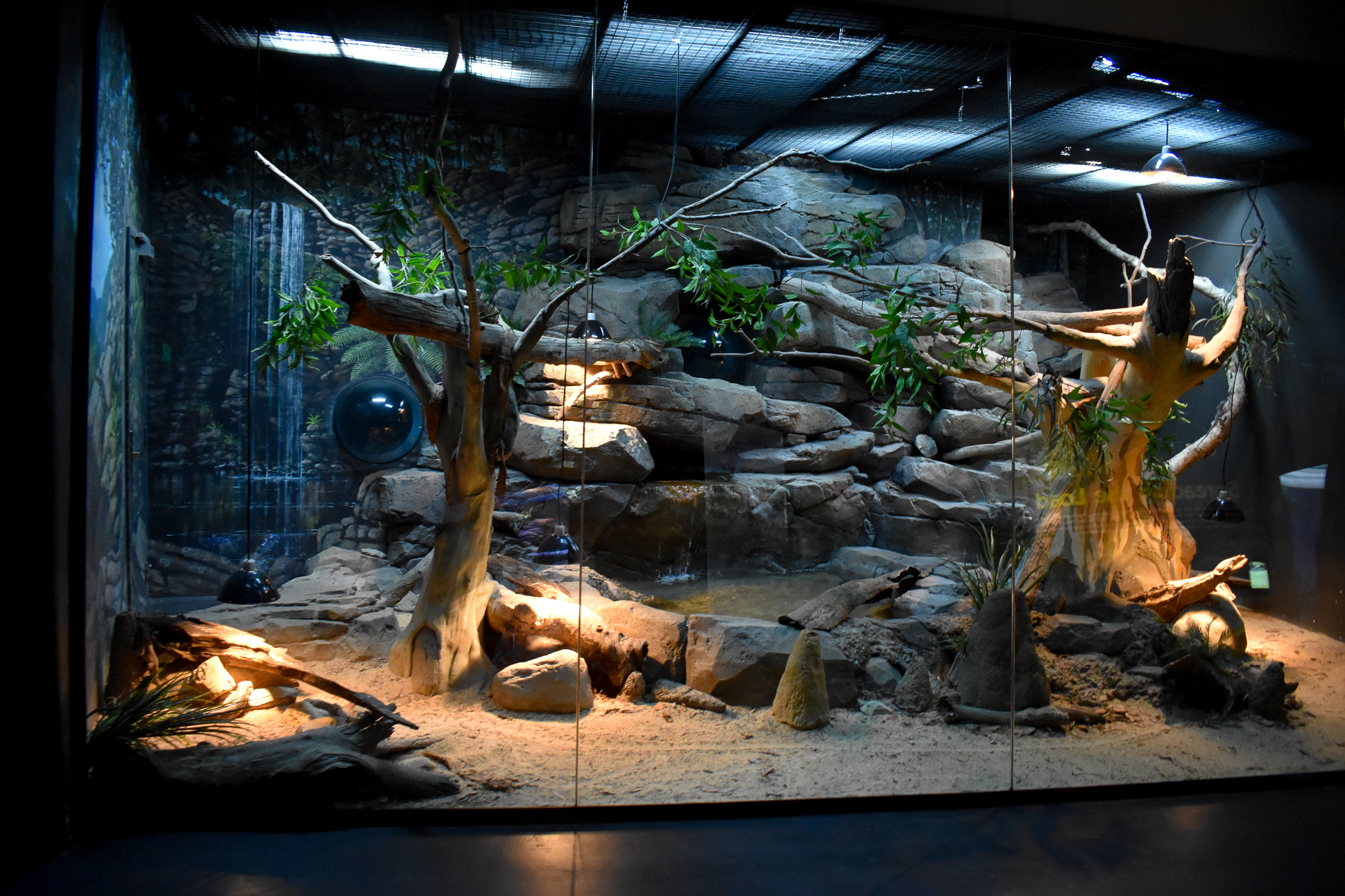 Scrub Python/Rankin's Long-necked Turtle/lizard enclosure