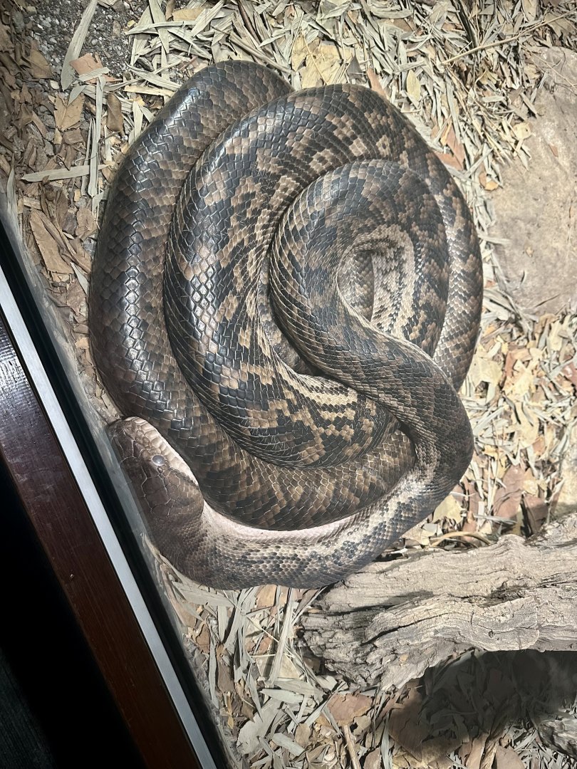 Scrub python (Simalia kinghorni)