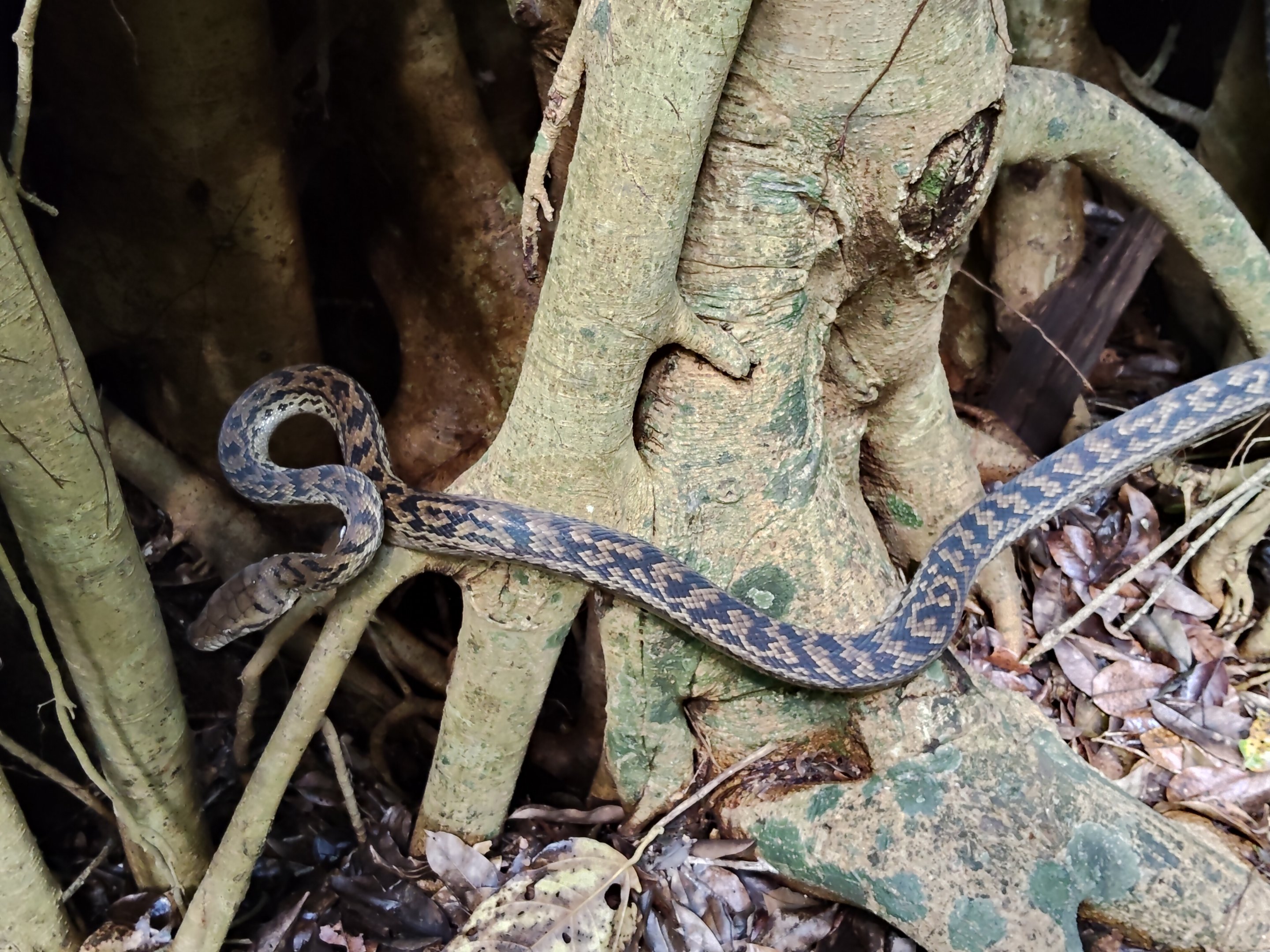 Scrub Python (Simalia kinghorni)