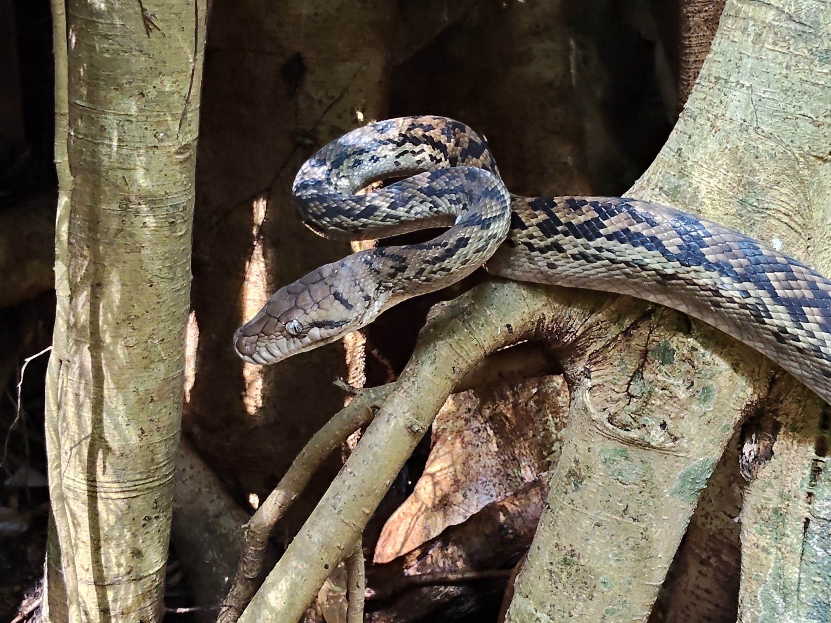 Scrub Python (Simalia kinghorni)