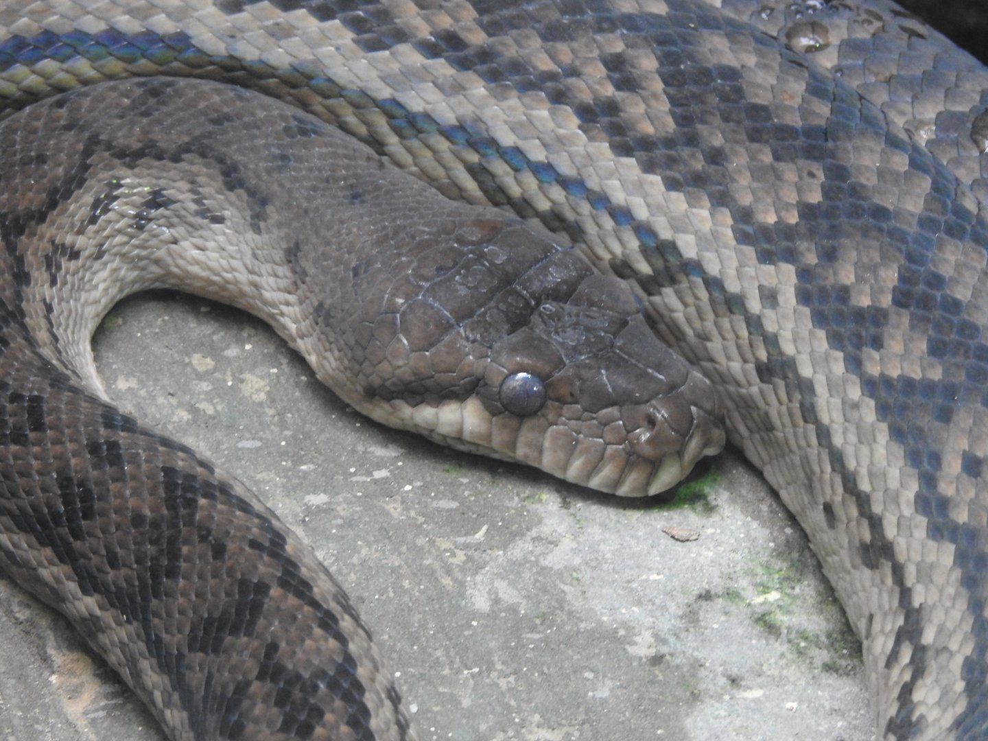 Scrub Python