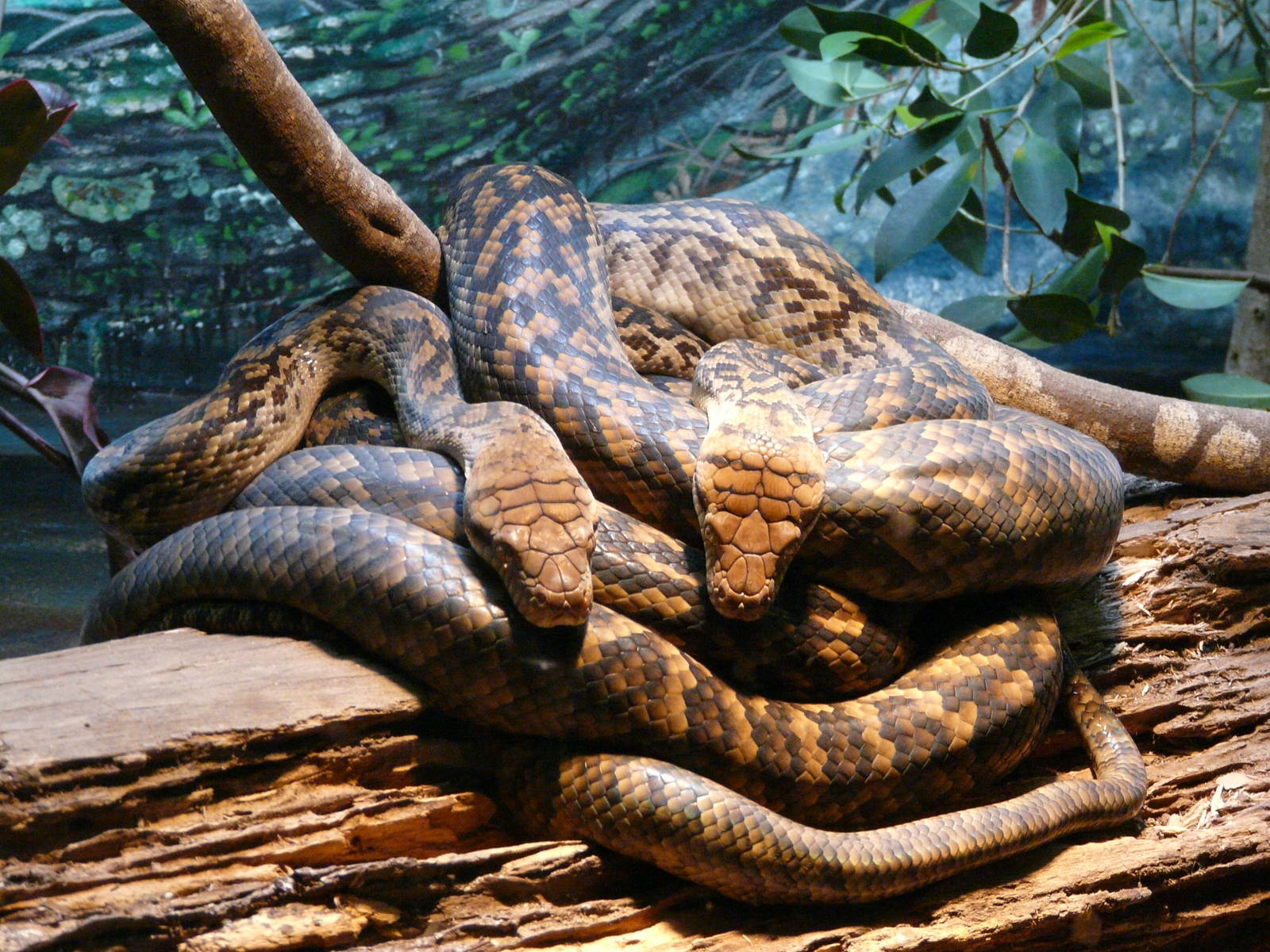Scrub Pythons
