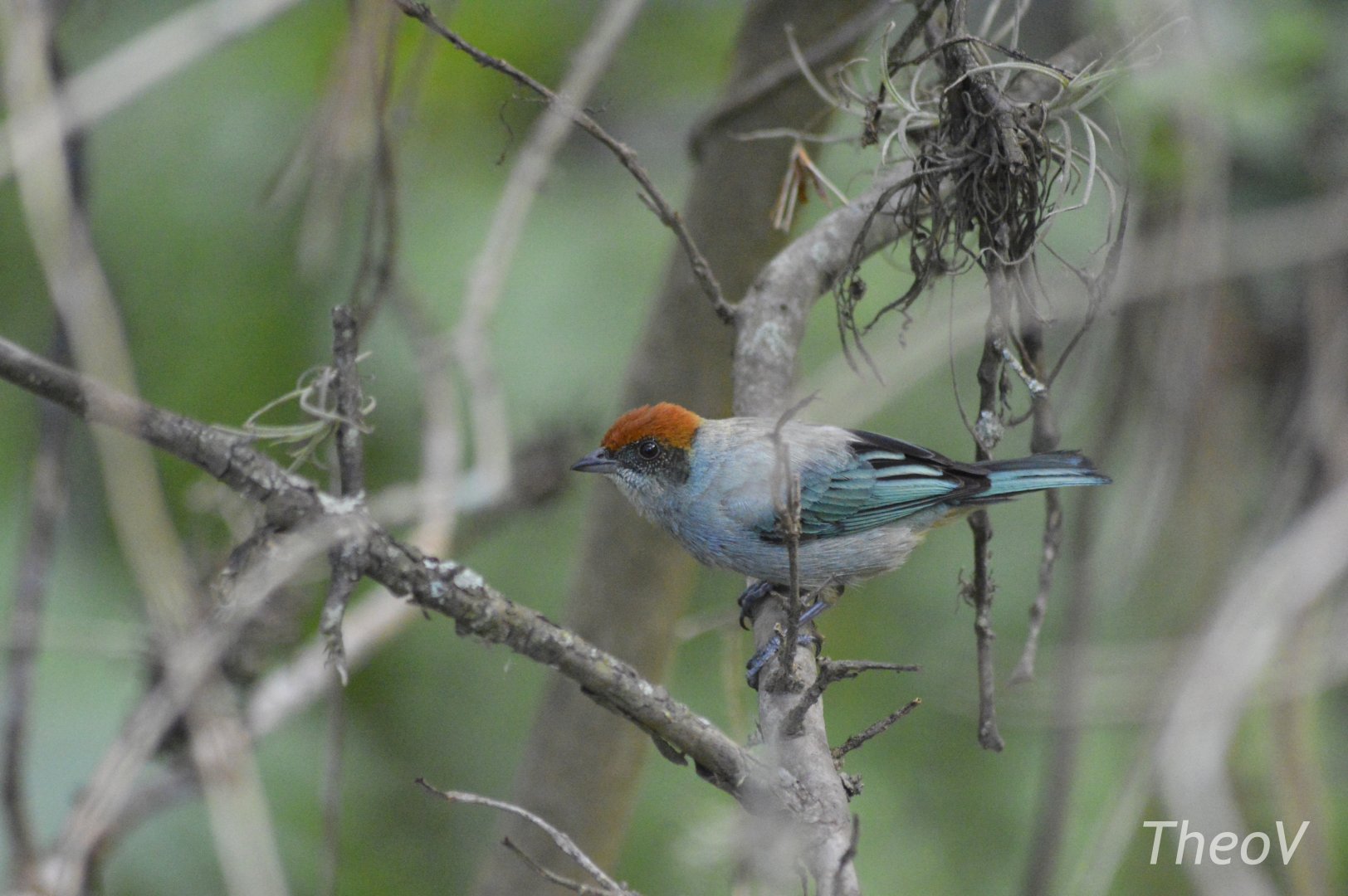 Scrub tanager [2019]