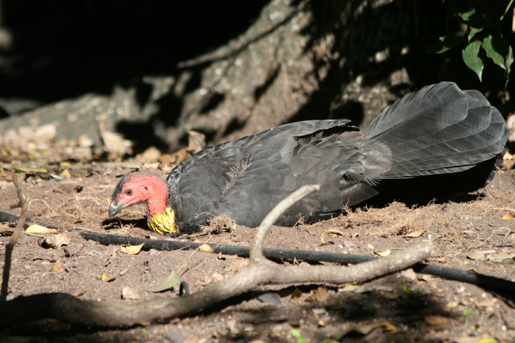 Scrub Turkey