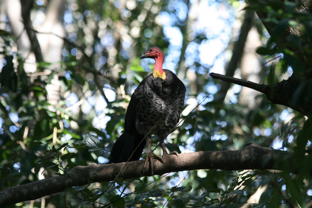 Scrub Turkey
