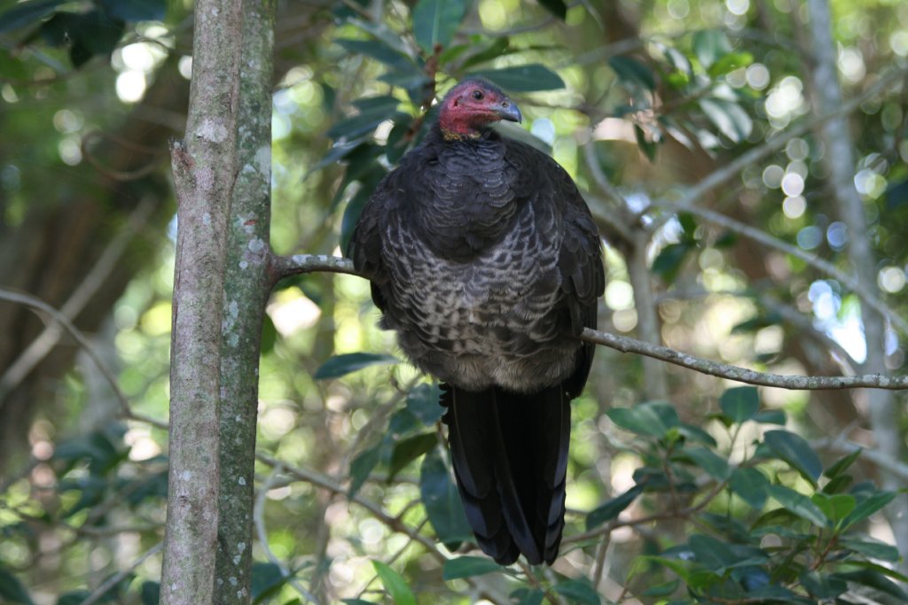 Scrub Turkey