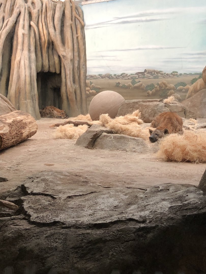 "Scruffy" and "Nyota" the Spotted Hyenas