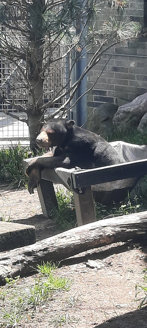 Scruffy - Sun Bear