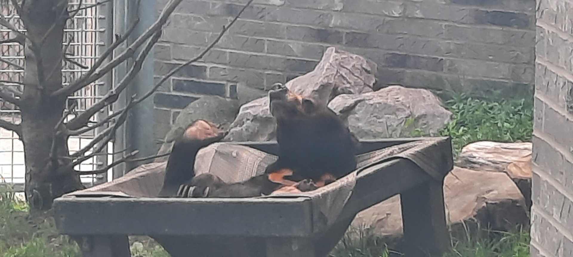 Scruffy the Sun Bear, May 2022