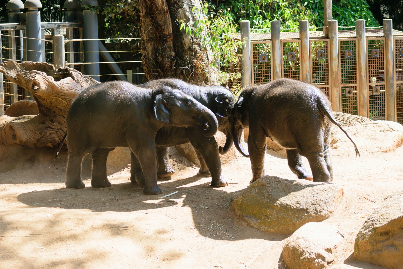 Scuffle between the three calves