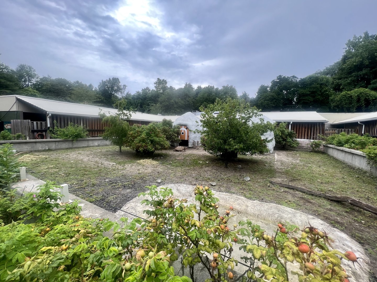Sculata Tortoise Exhibit