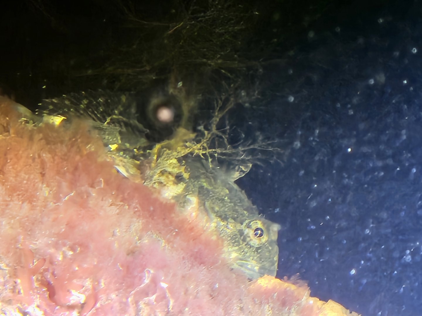 Sculpin (Cottus sp.)