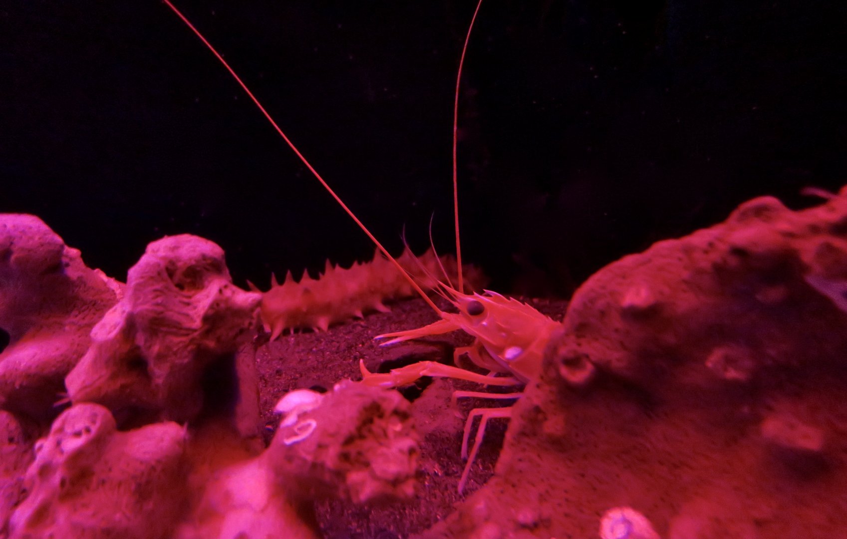 Sculpted Lobster (Metanephrops sagamiensis)