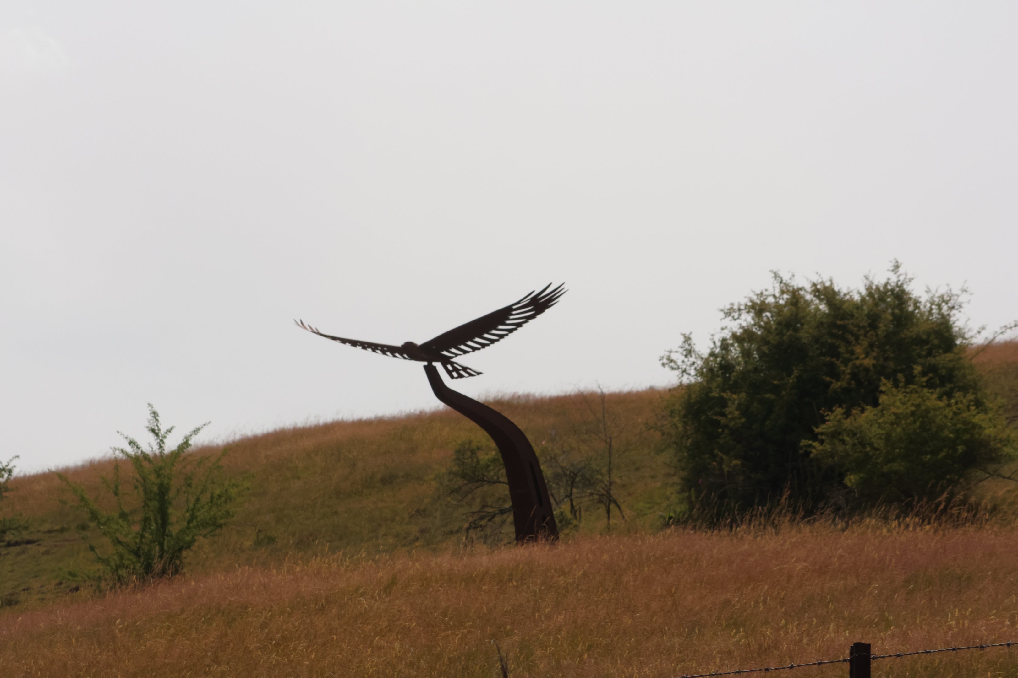 Sculpture of Swamp Harrier, near Arrowtown