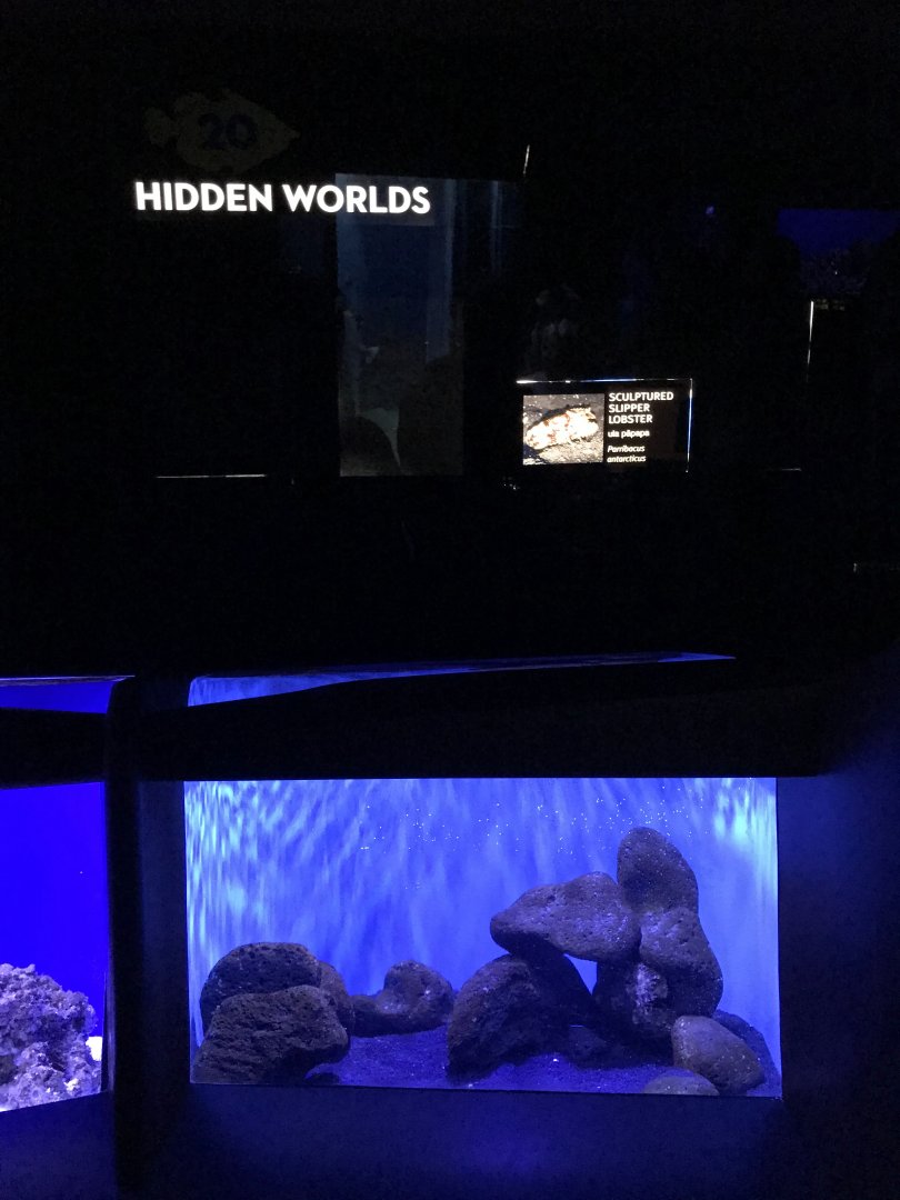 Sculptured slipper lobster exhibit