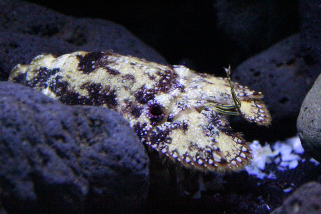 Sculptured Slipper Lobster (Parribacus antarcticus)