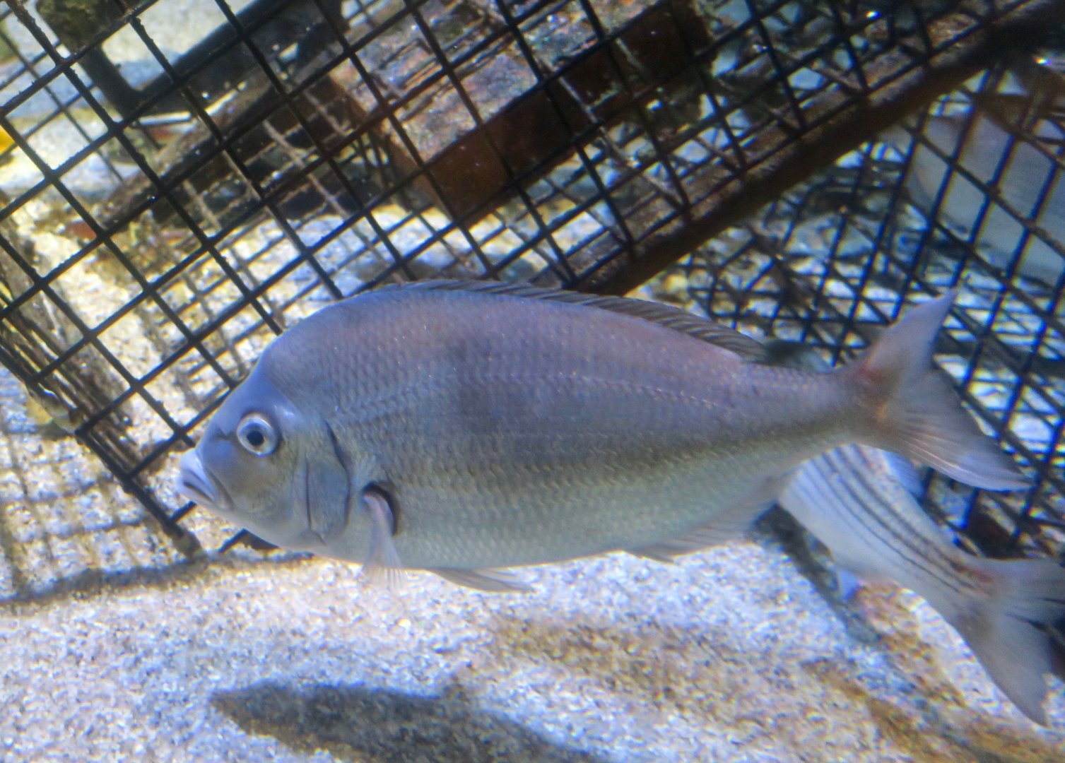 Scup (Stenotomus chrysops)