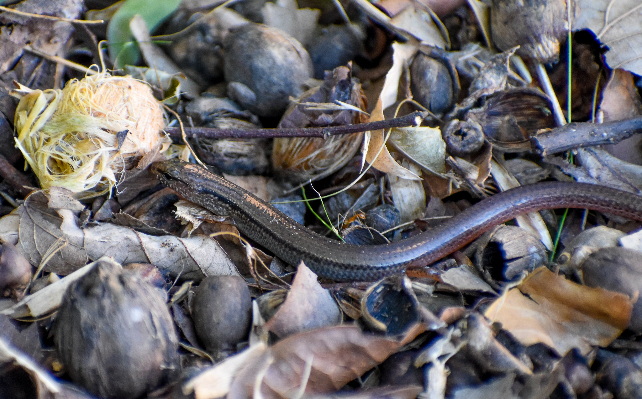 Scute-snouted Calyptotis, Calyptotis scutirostrum