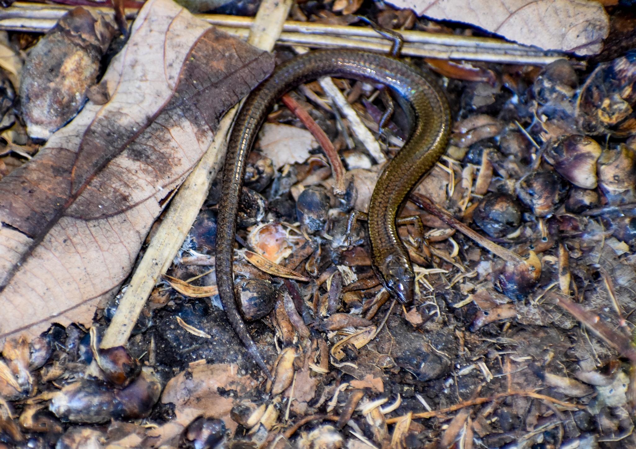 Scute-snouted Calyptotis, Calyptotis scutirostrum