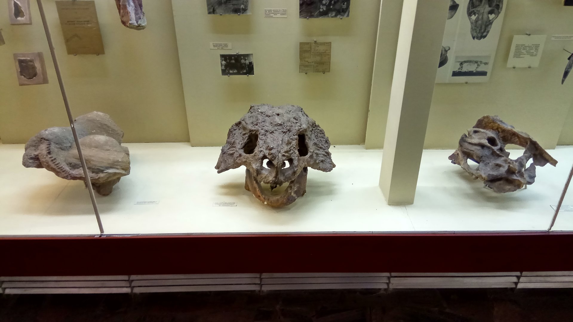 Scutosaurus and dicynodont skulls