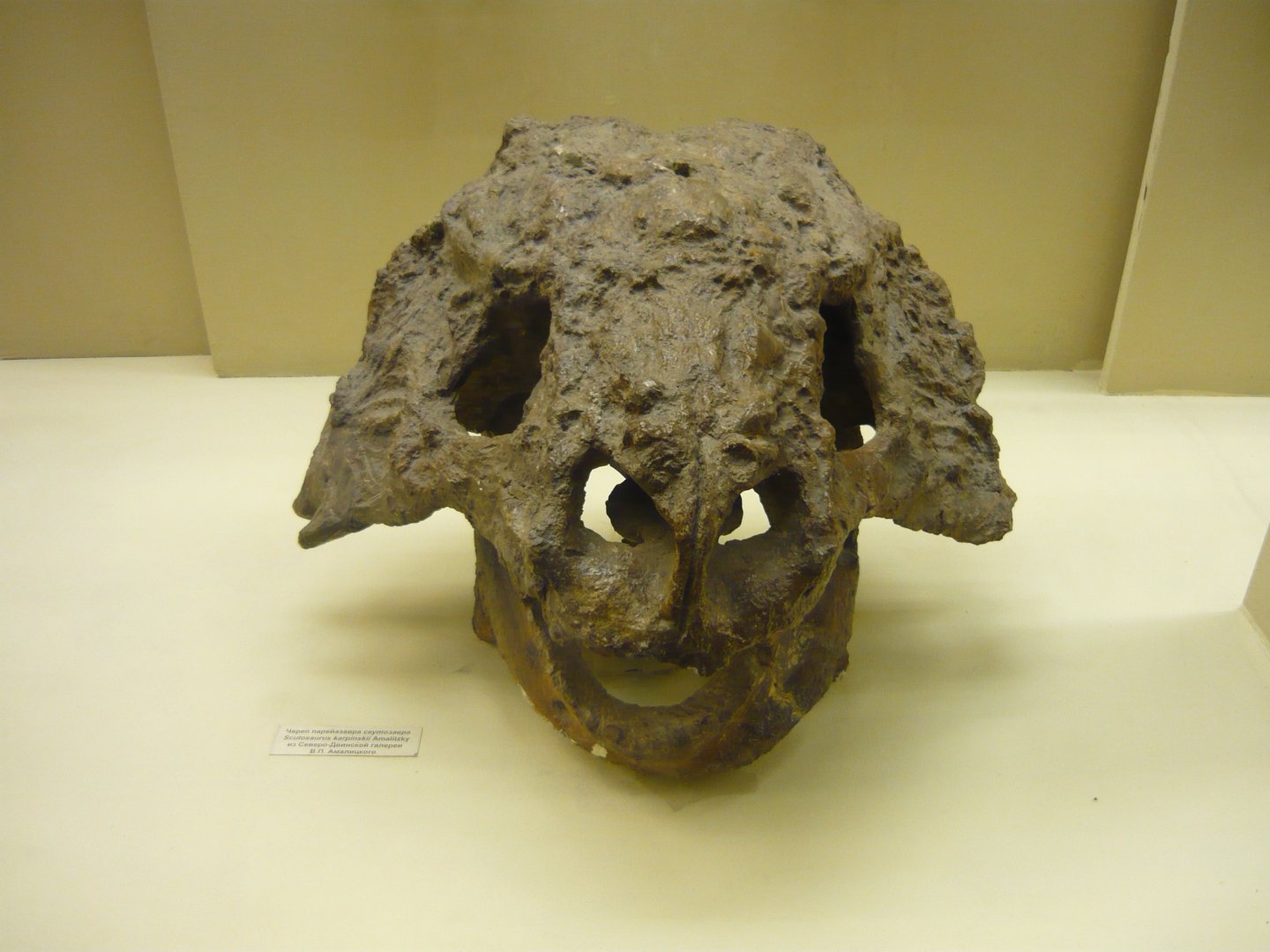 Scutosaurus karpinskii skull