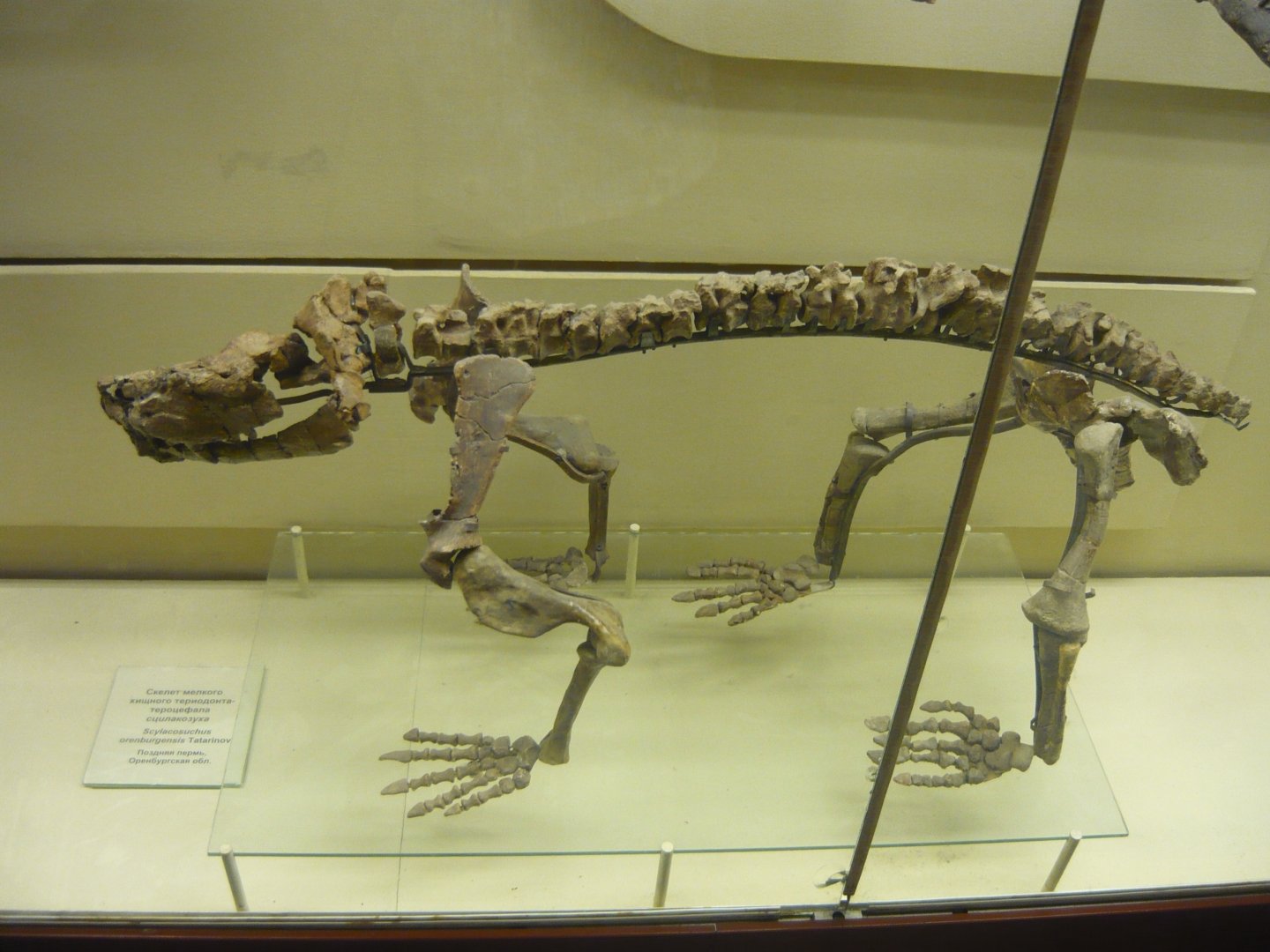 Scylacosuchus orenburgensis skeleton