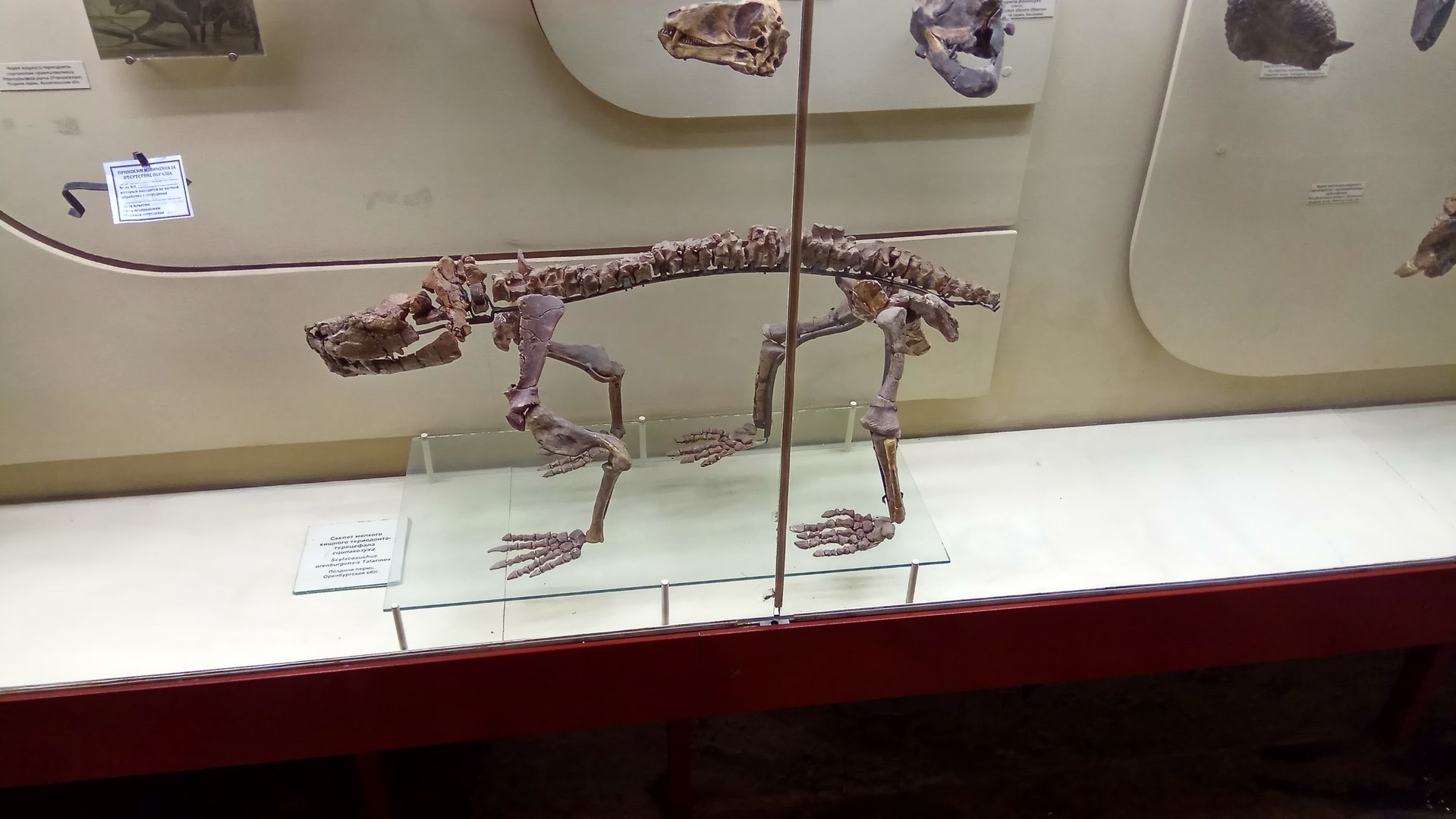 Scylacosuchus orenburgensis skeleton
