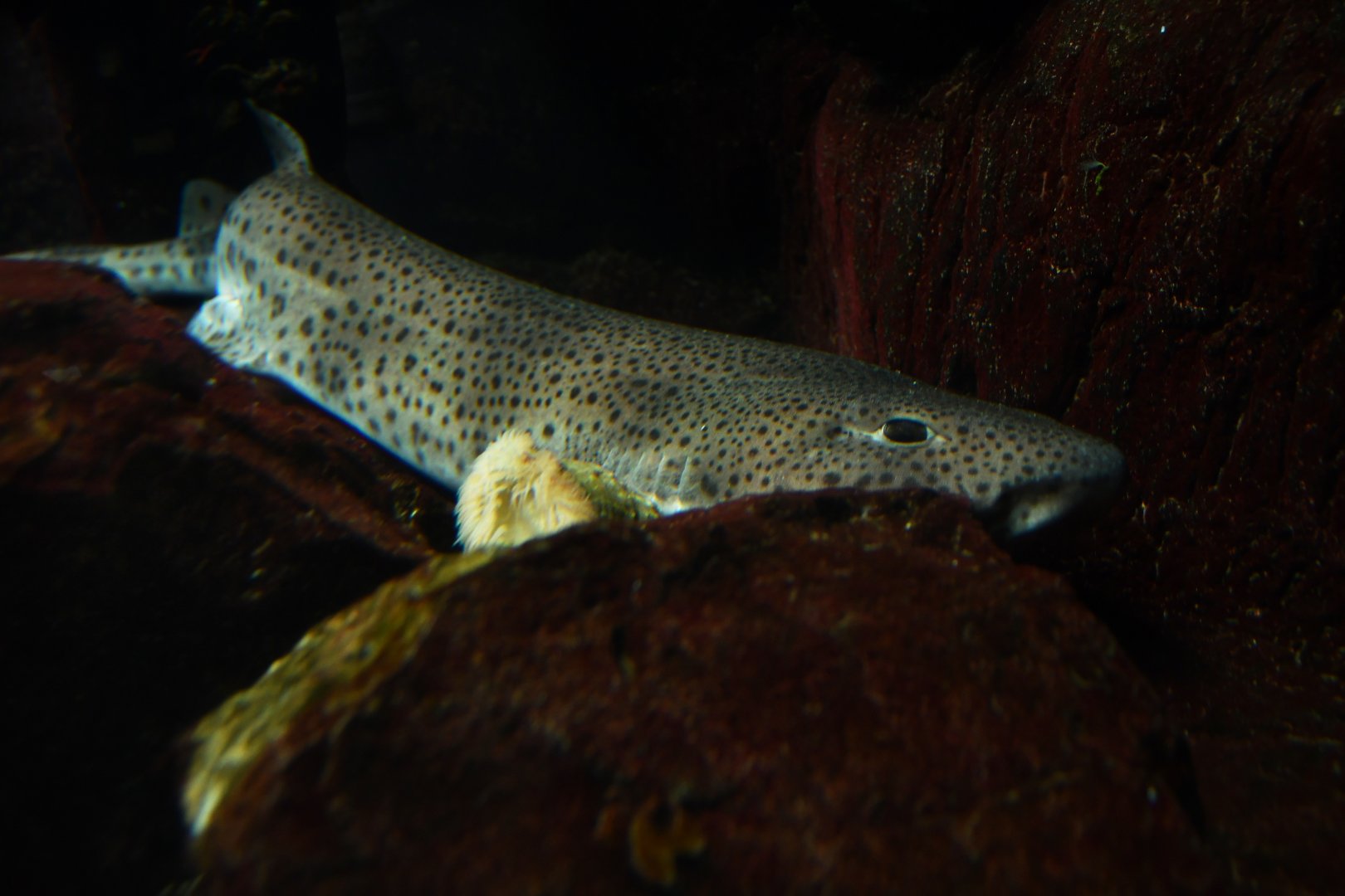 Scyliorhinus canicula