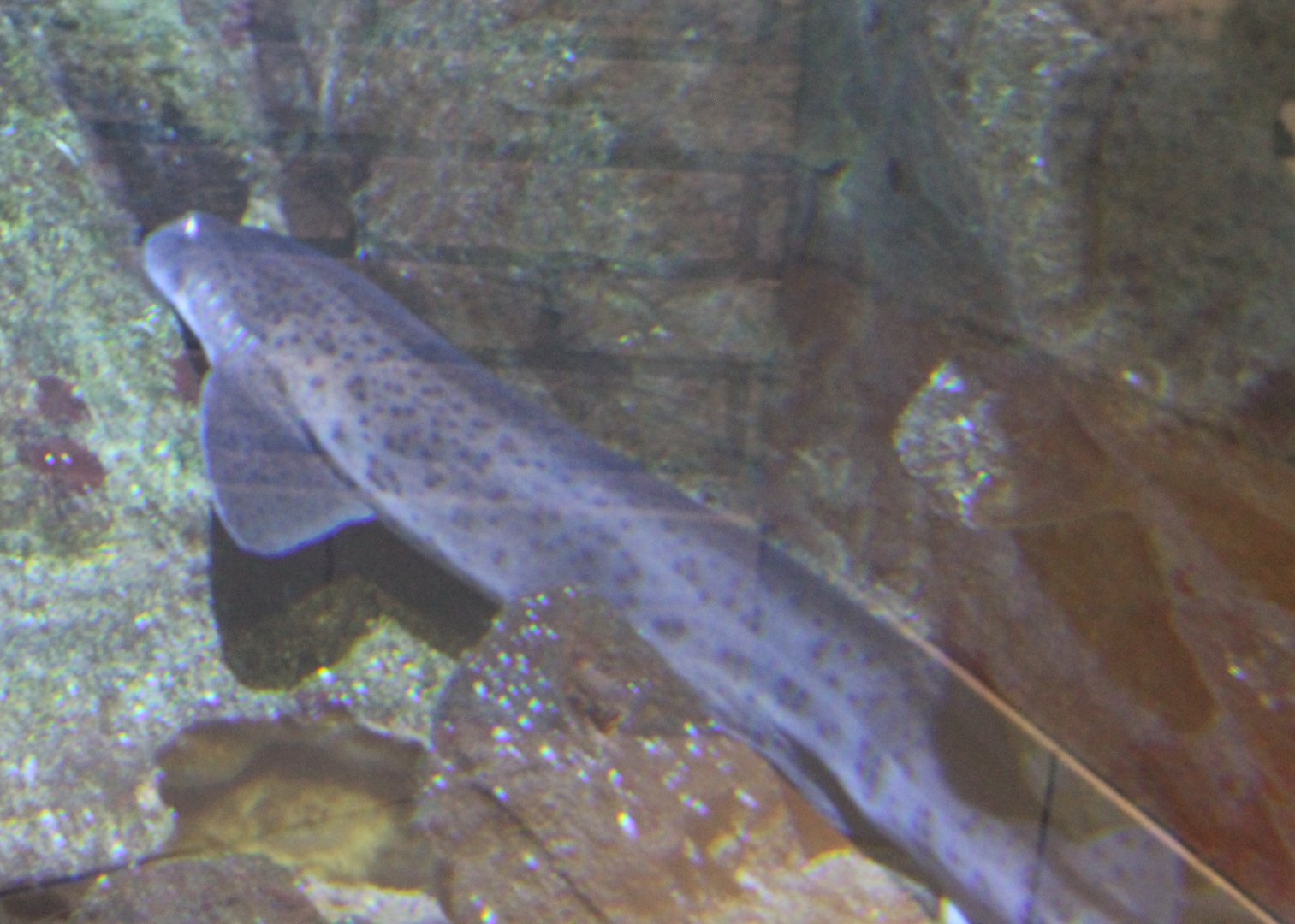 Scyliorhinus stellaris