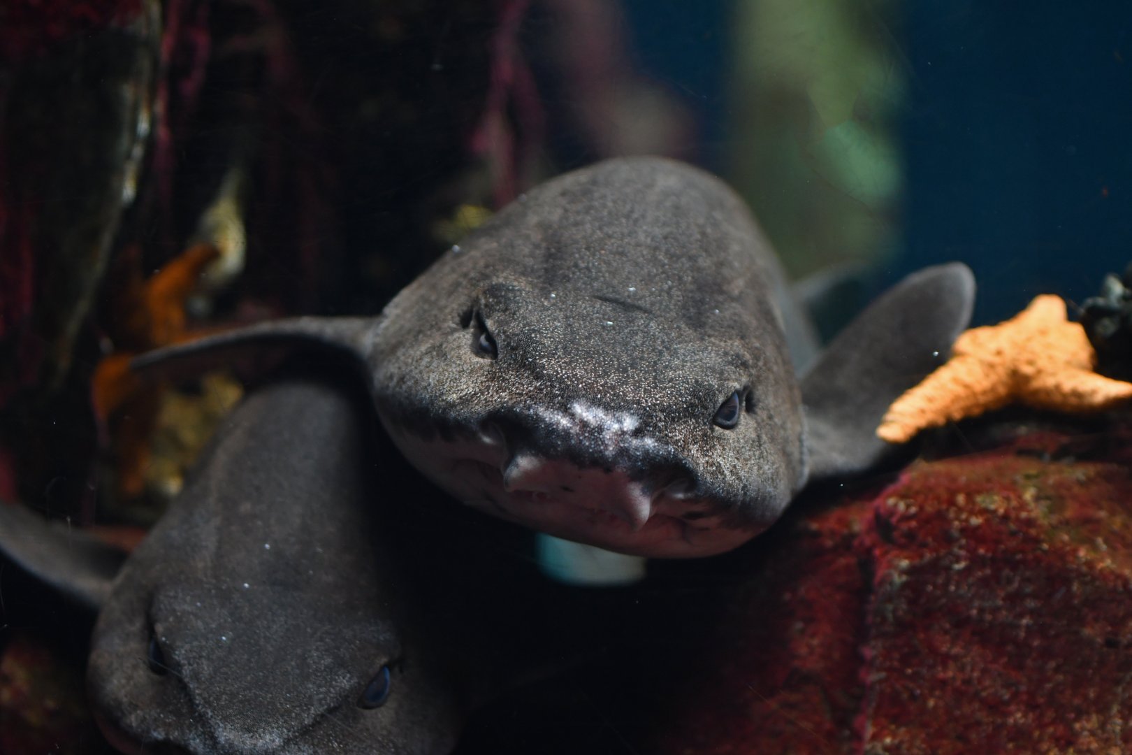 Scyliorhinus stellaris