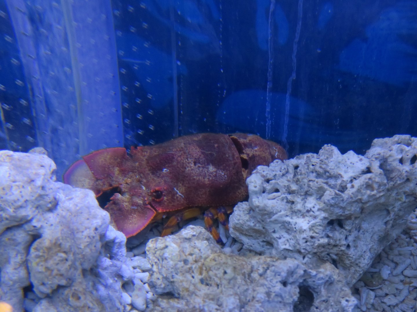 Scyllarides squamosus