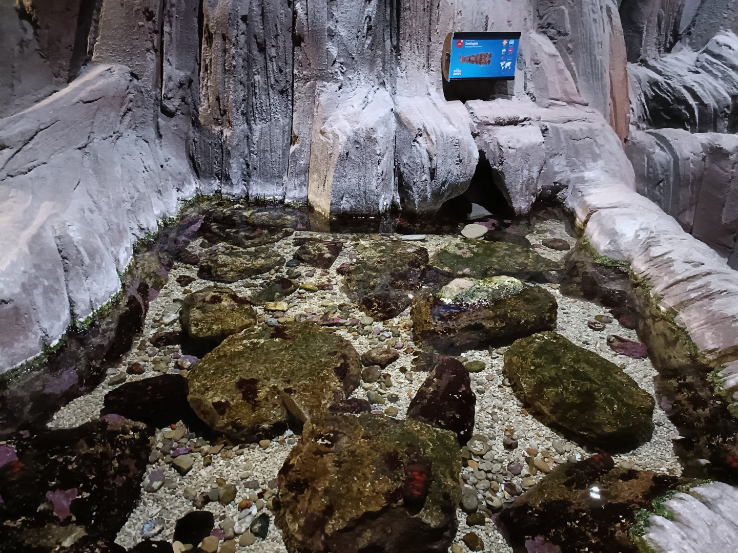 Scyllarus arctus exhibit - Bioparc Acuario de Gijón
