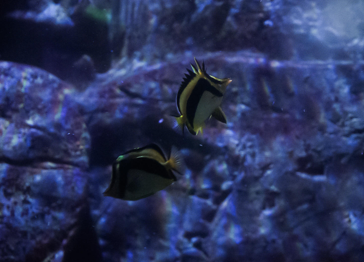Scythe Butterflyfish Pair