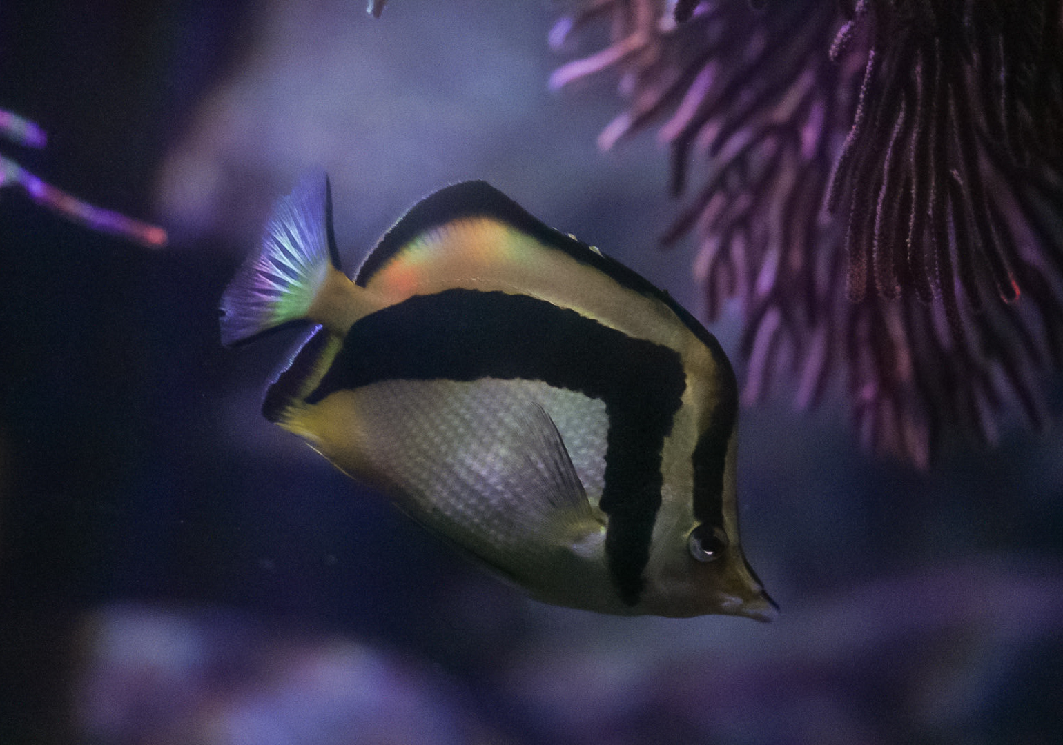 Scythe Butterflyfish