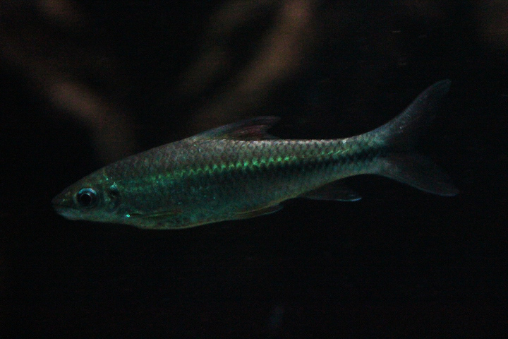 Scythe-lipped barb (Lobocheilos falcifer) - Dunia Air Tawar & Serangga