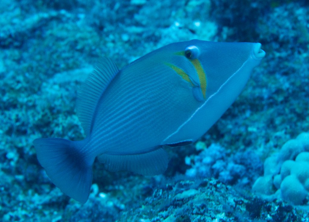 Scythe Triggerfish (Sufflamen bursa)