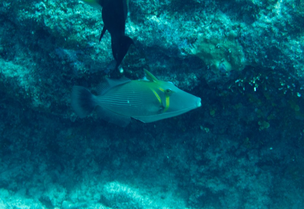 Scythe Triggerfish (Sufflamen bursa)