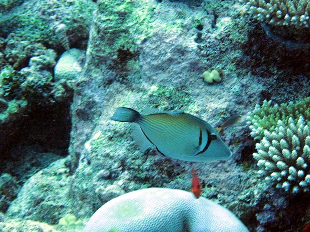 Scythe Triggerfish