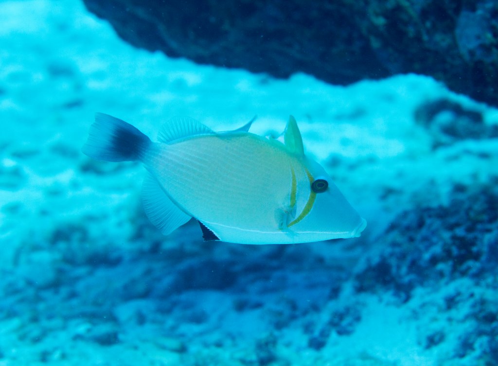 Scythe Triggerfish