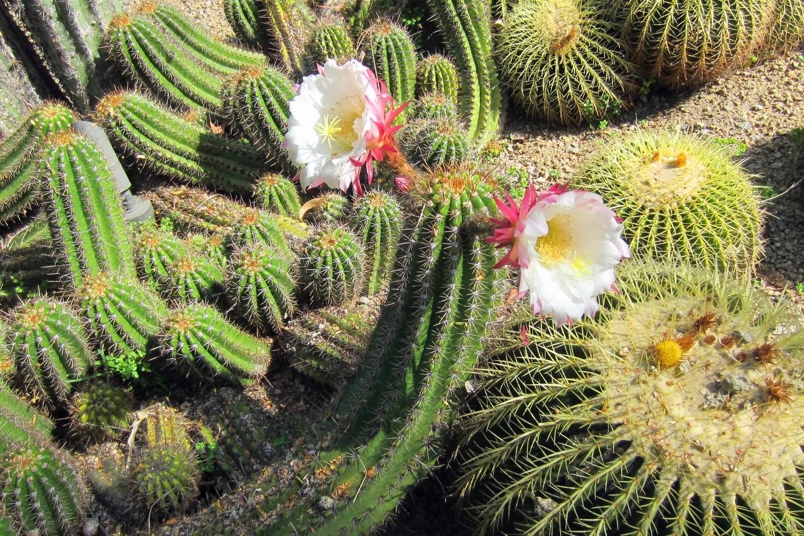 SD Zoo Botanical Gardens