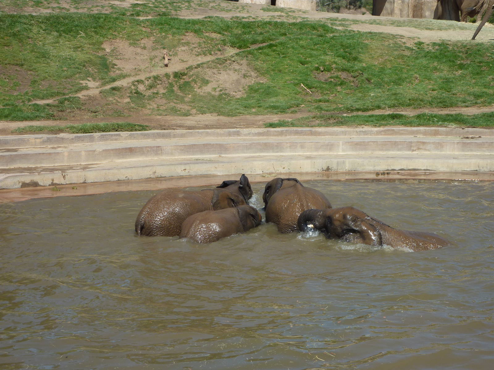 SDWAP - Baby Elephants playing in the water