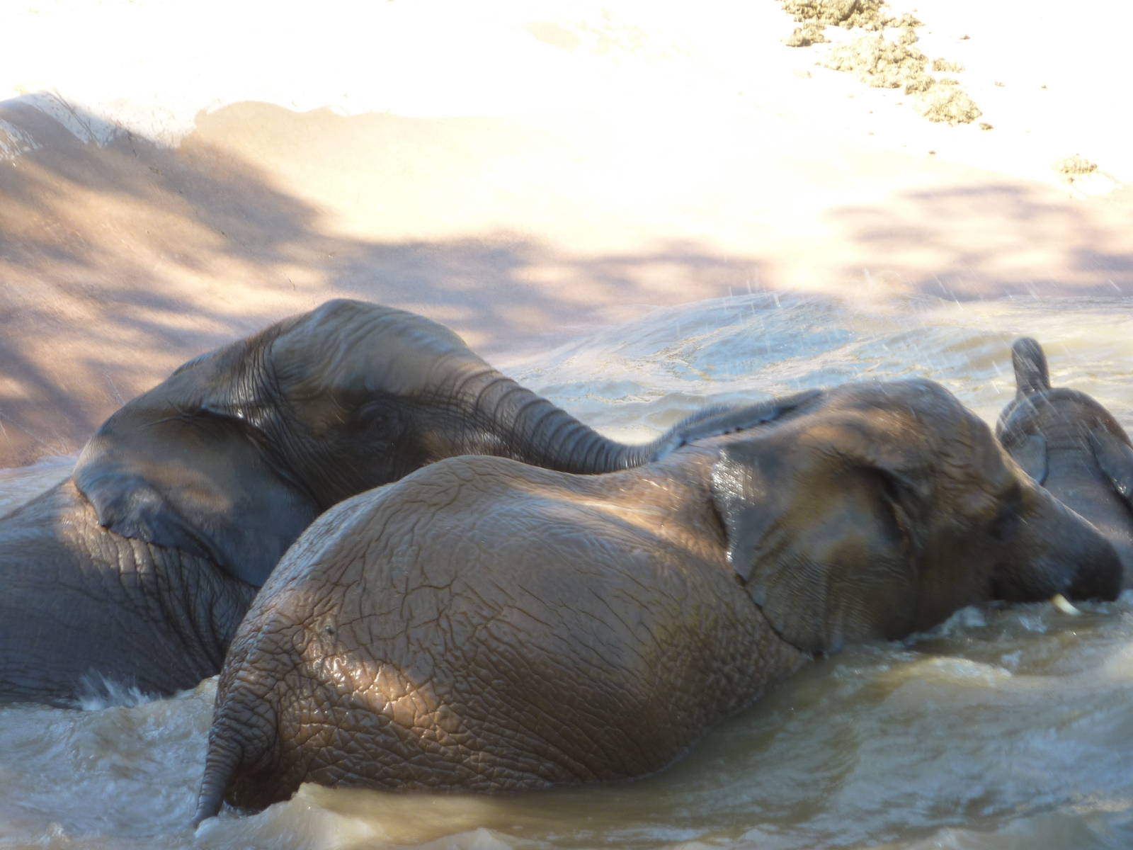 SDWAP - Baby Elephants playing in the water