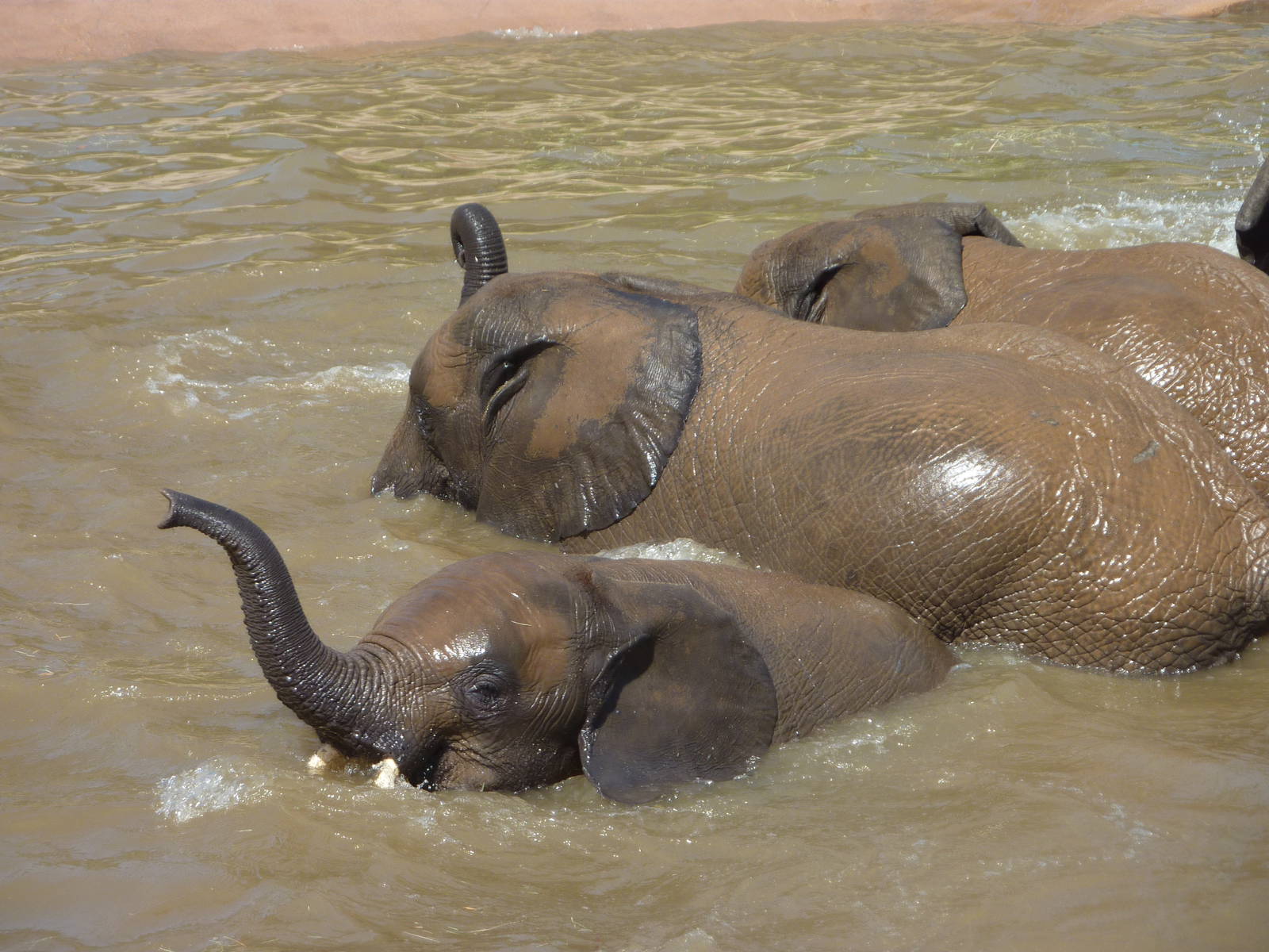 SDWAP - Baby Elephants playing in the water