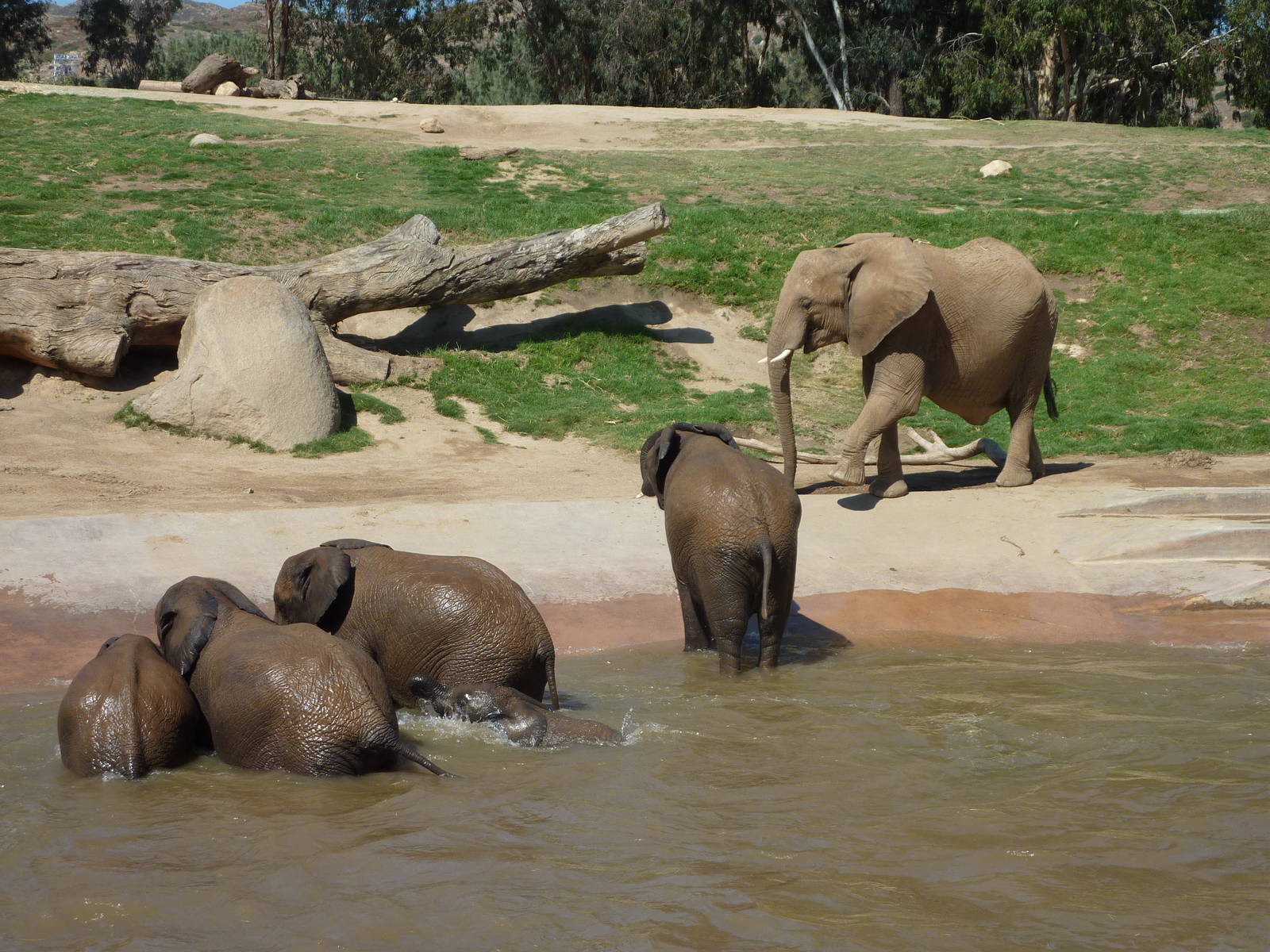 SDWAP - Baby Elephants playing in the water