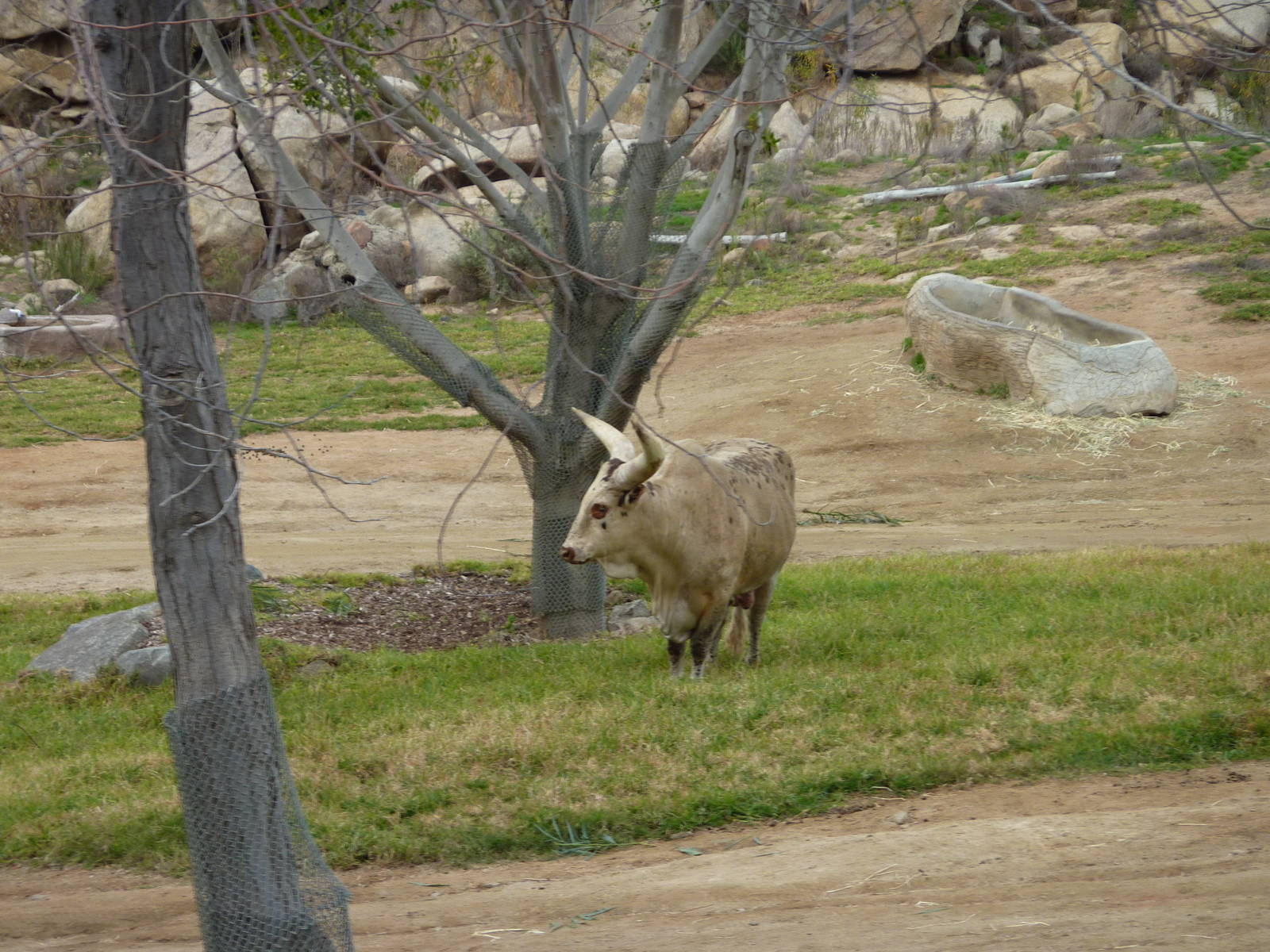 SDWAP Dec 2010 - Ankole Cattle