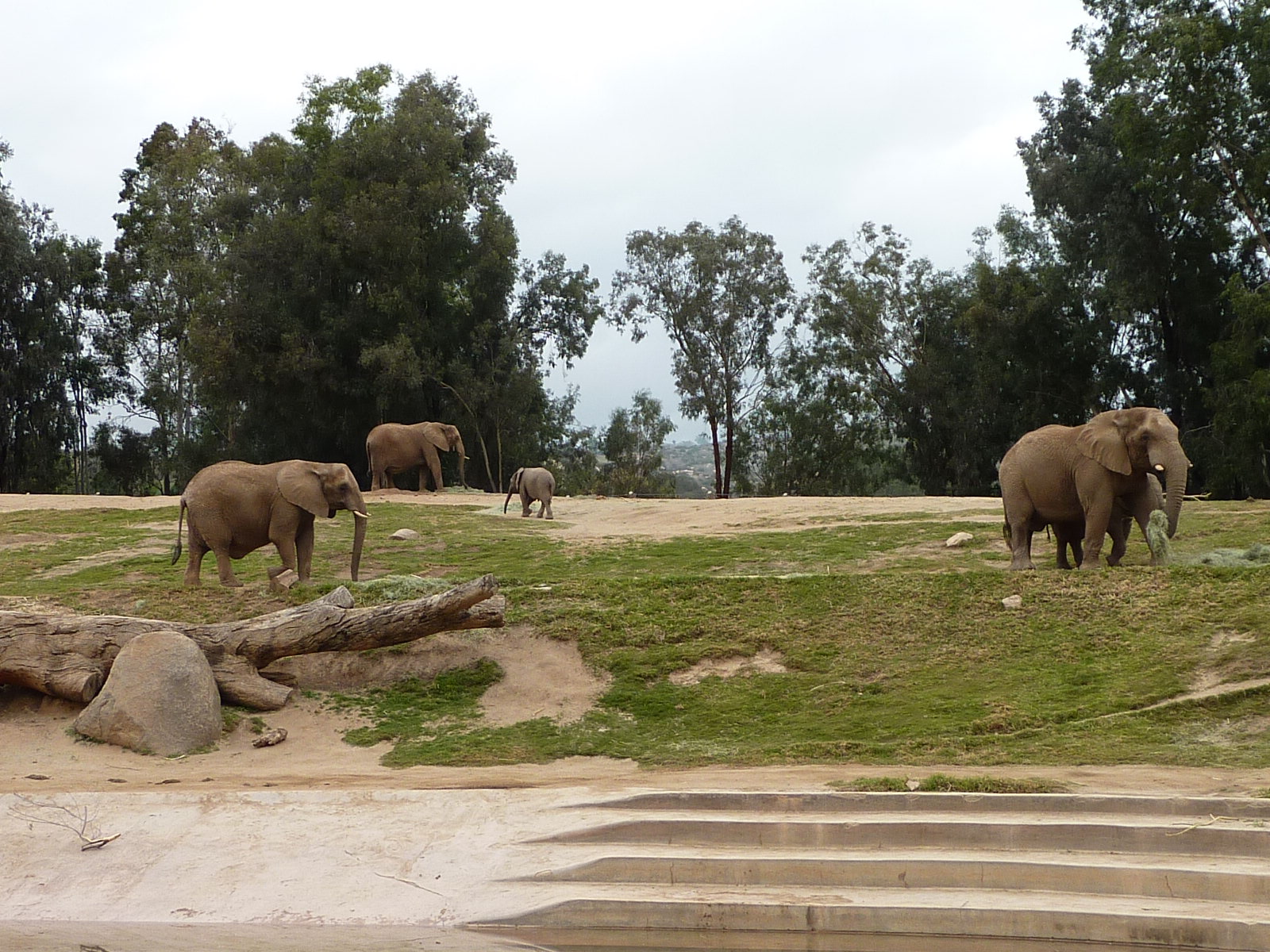 SDWAP Dec 2010 - Elephants