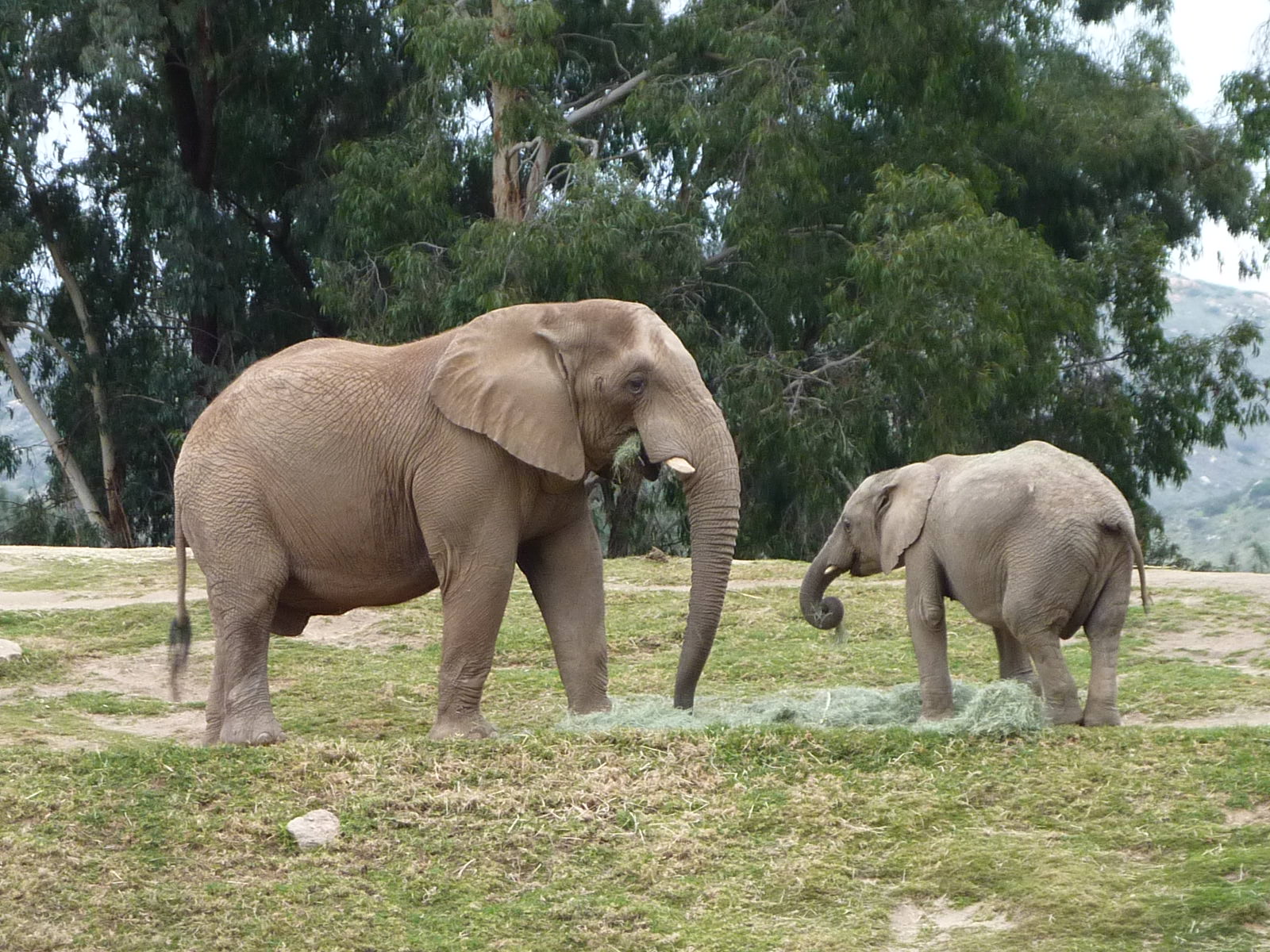 SDWAP Dec 2010 - Elephants